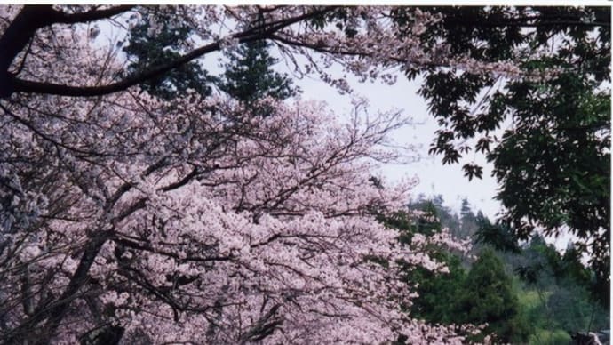 湯村の桜