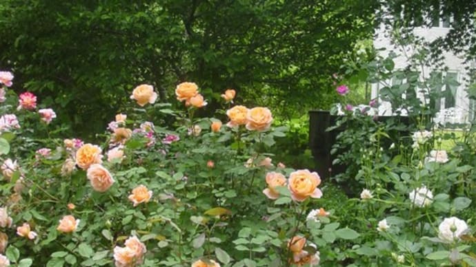 2022年度版・薔薇の花（仏）「グリマルディ」～モネの色彩と「Rose　Library」（6）