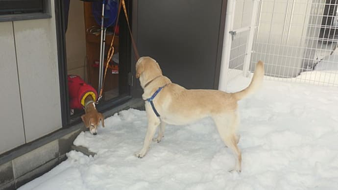 【1/22(土) 午後も雪のドッグランで遊びました (^_-)-☆】