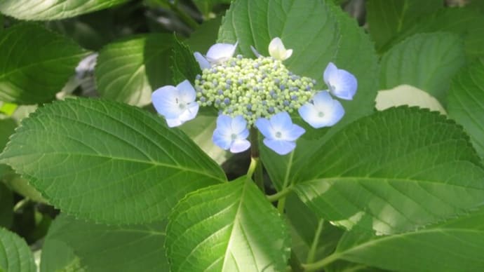 埼スタ公園の紫陽花