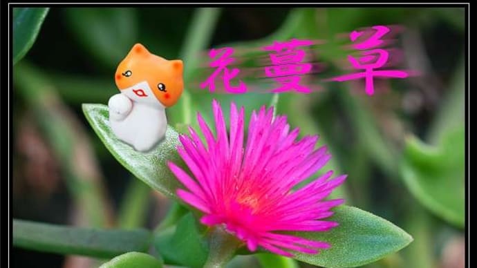 ハナヅルソウ