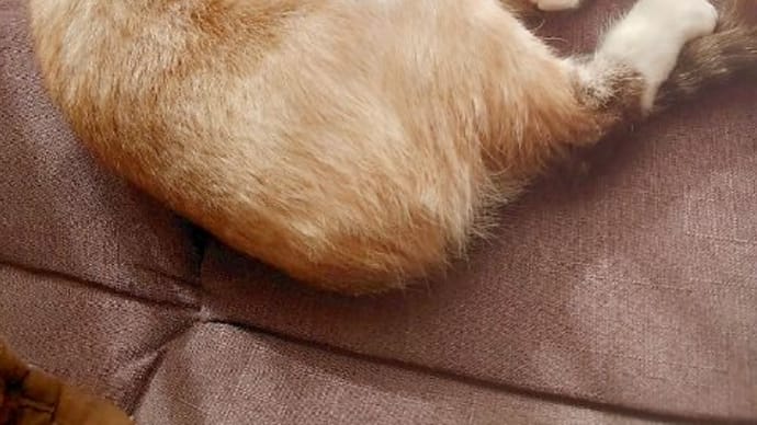 寝室に入りたくて