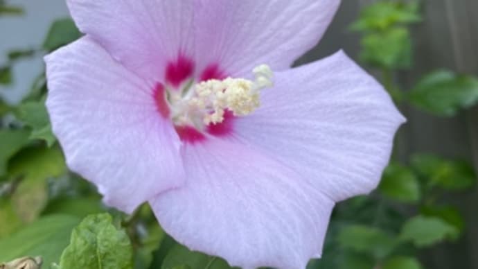 むくげの花