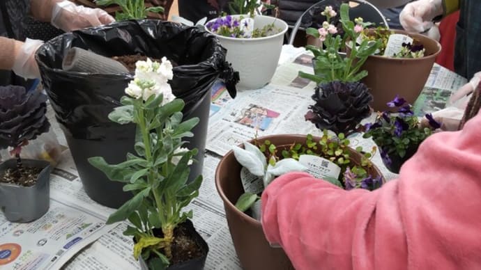 みんなでクリスマスの準備?　　寄せ植え教室