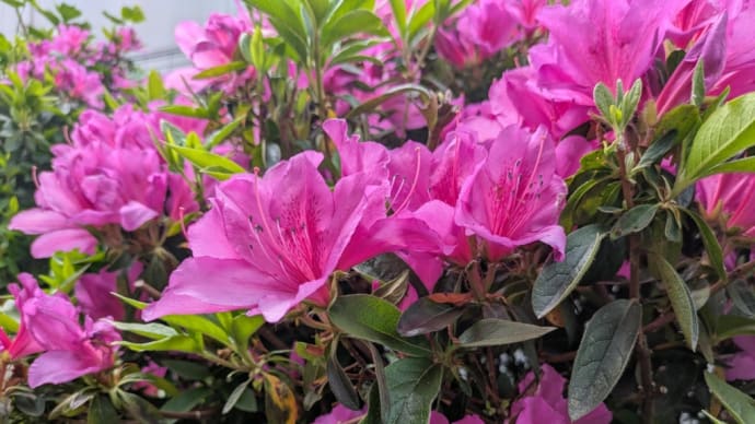 4625. 花の名前2