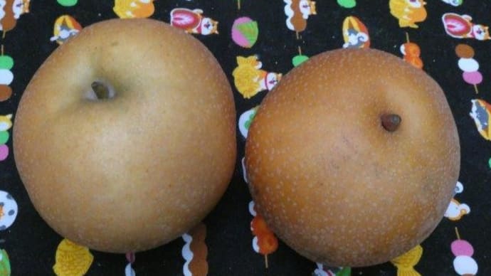 浜なし は 梨の品種ではないのです☆彡