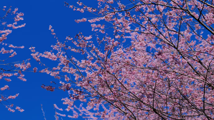 満開・初御代桜 その1(皇子が丘公園)