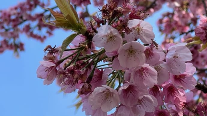 桜はな、この、一年のこのときのためにすべてを出してるから美しいんだ / 松岡修造