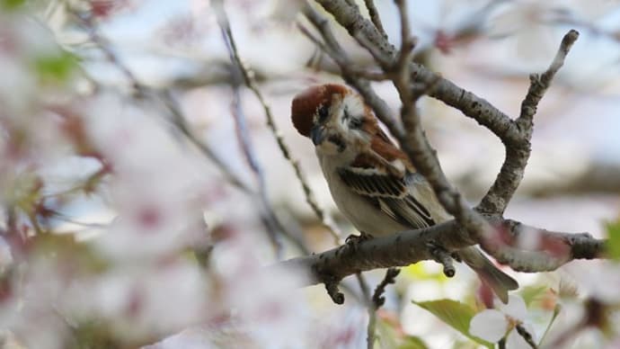 散りゆく桜に ニュウナイスズメ