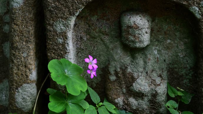 浄瑠璃寺 (京都府木津川市加茂町) 1