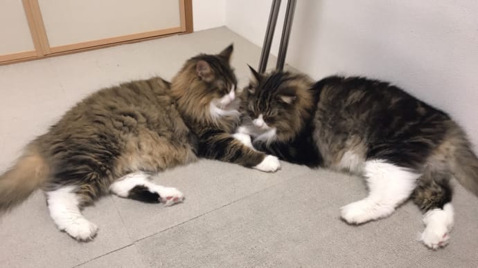 ほっとする