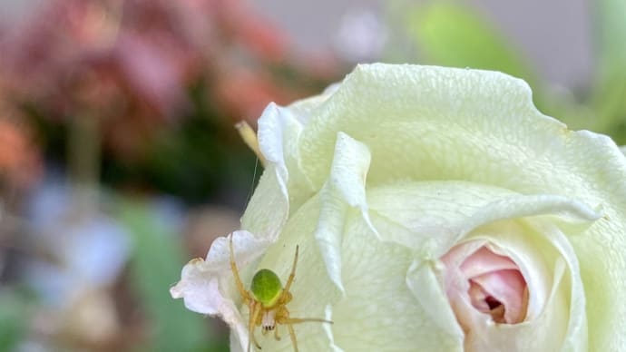 薔薇と花蜘蛛〜Photo gallery〜