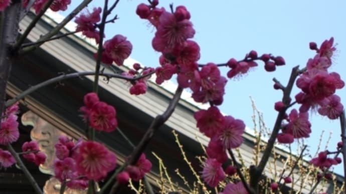 京都妖怪探訪（９６）：特別編：大阪天満宮の梅