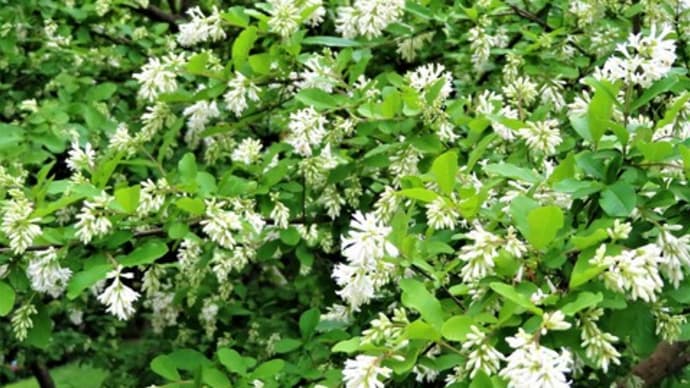 花散歩・ウノハナ(卯の花)