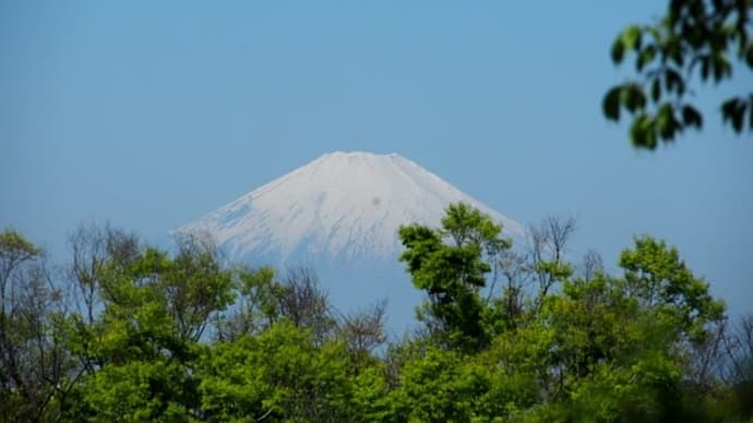 新緑越しに観る富士