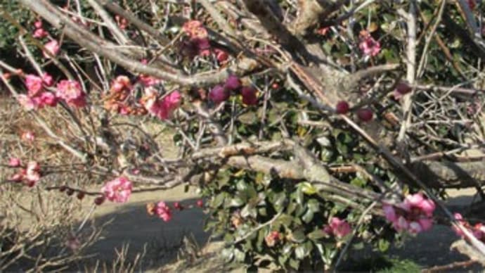 梅の花(終わり)