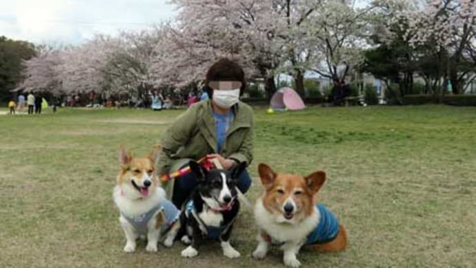 桜散るころに満開の時のお話