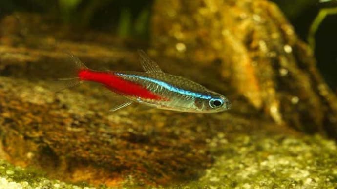 The Neon Tetra Disease in Aquarium Fish