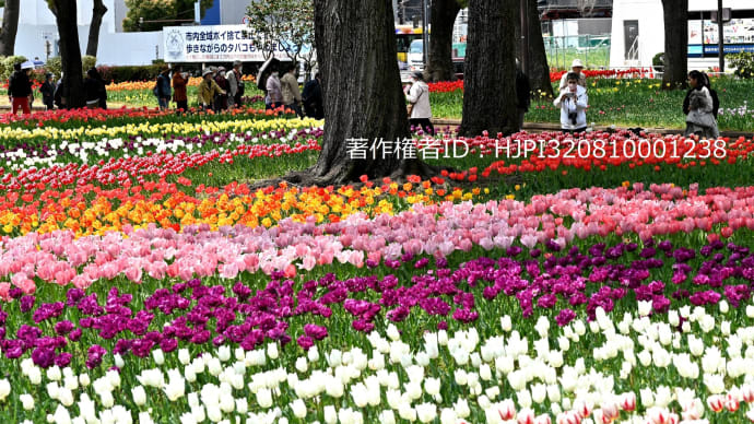 チューリップ祭り