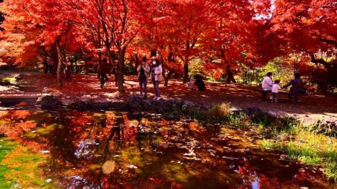 出早公園の紅葉