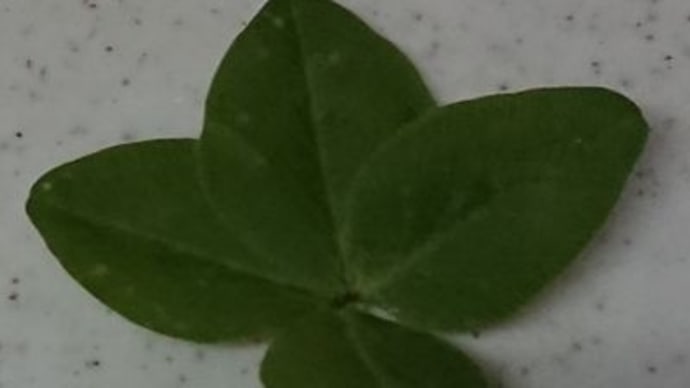 散歩で見つけたもの