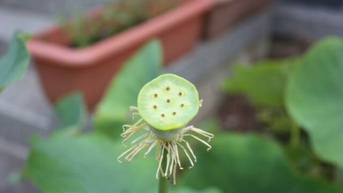 蓮に子どもカマキリ