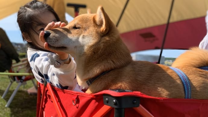 『今日の散歩』 広い公園で箱入り息子になる