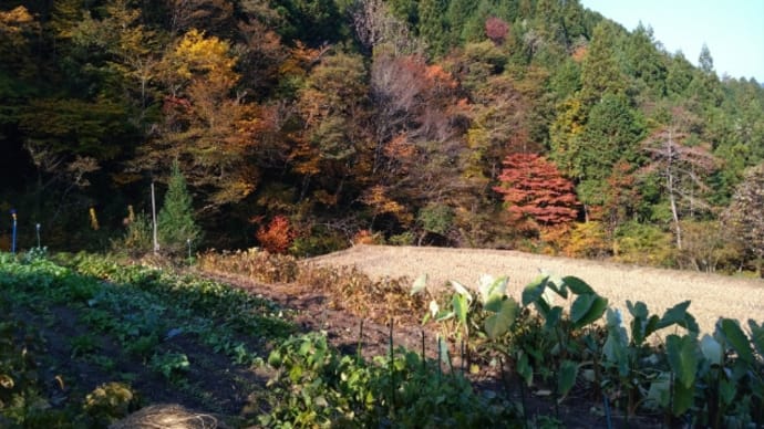 芋掘り