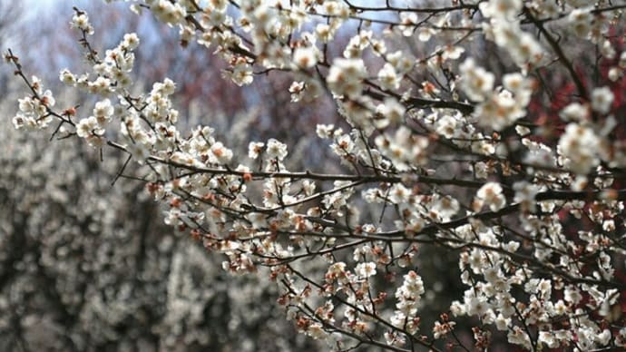 梅の花が美しかった