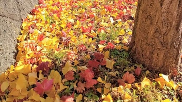 イチョウの紅葉2021 ~苫小牧~