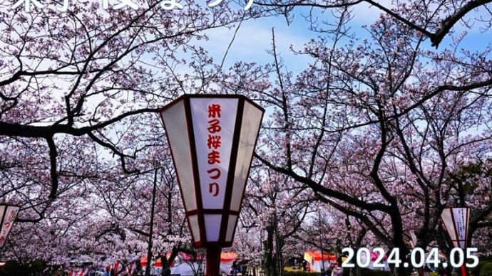 米子桜まつり2024　湊山公園Ⅵ　4月5日