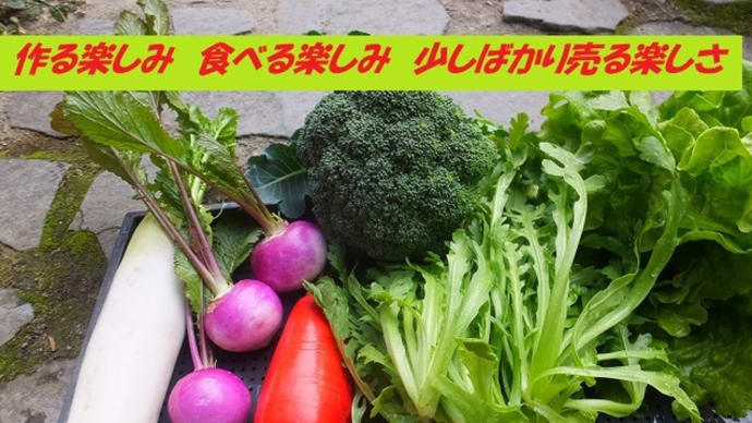 ラスト種まき 根菜類の収穫は…