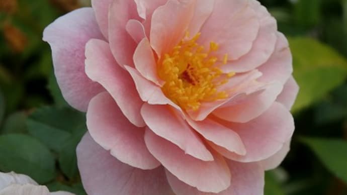 少しずつ元気を取り戻してきた?薔薇達&夏の風物詩