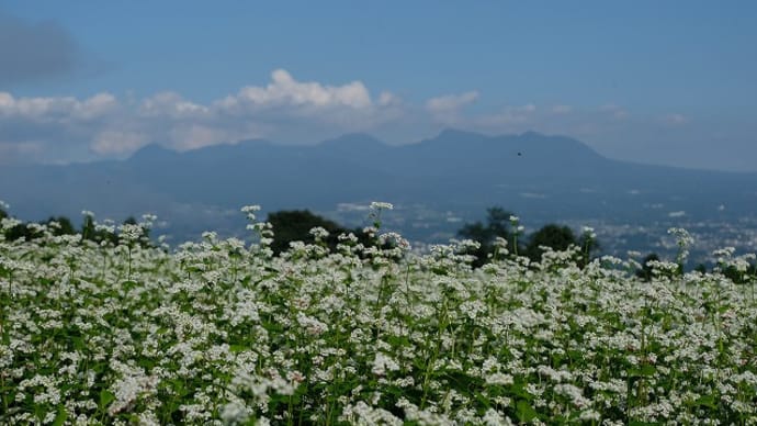 蕎麦畑 群馬県渋川市