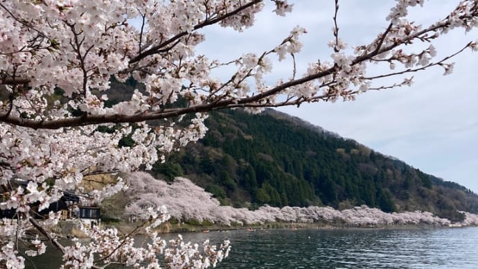 桜100選 19/100 立雲峡(兵庫県)、20/100 神子の山桜(福井県)、21/100 海津大崎(滋賀県)