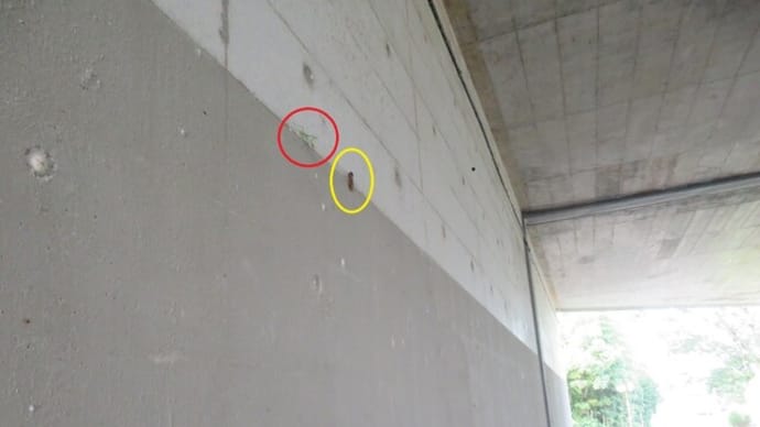 オオカマキリ(幼虫)(威嚇ポーズ)(富山市布市)