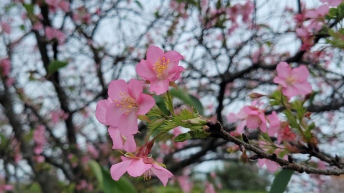 さくら写ん歩:カワヅザクラの返り咲き