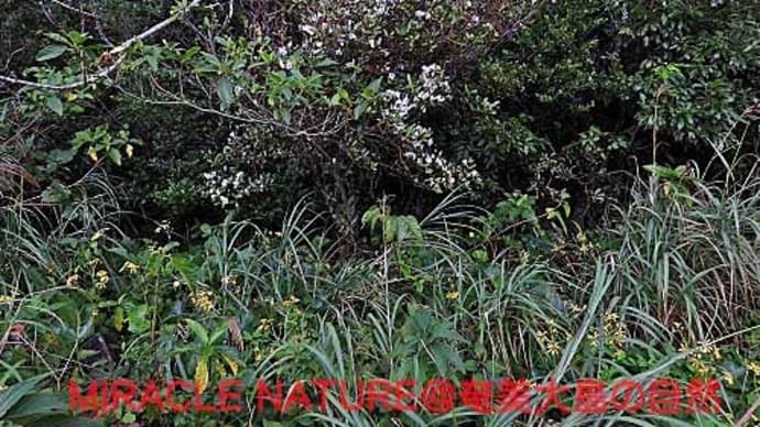 サクラツツジ咲き出す