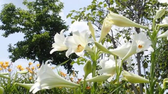 6月の長良公園の花