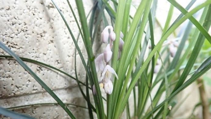 ラインアプリが消えたこと リュウのヒゲの花 今日はコロナワクチン接種日です