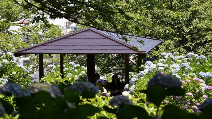 あじさい狩り 静岡県下田市下田公園 第53回伊豆下田温泉あじさい祭(9)あじさい園あじさい群生エリア
