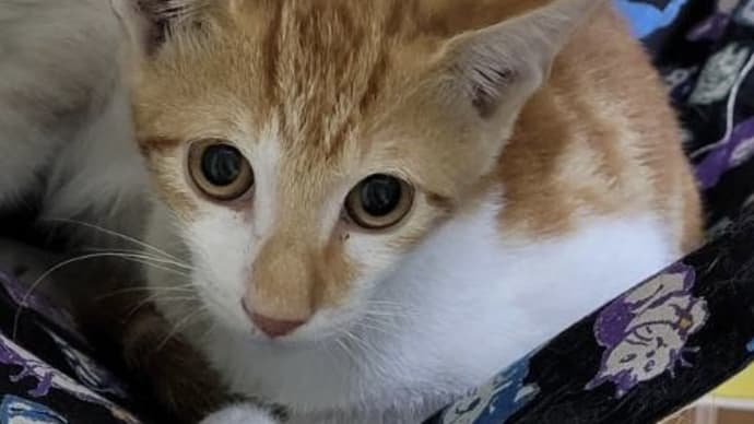 子猫紹介 みやぎ君