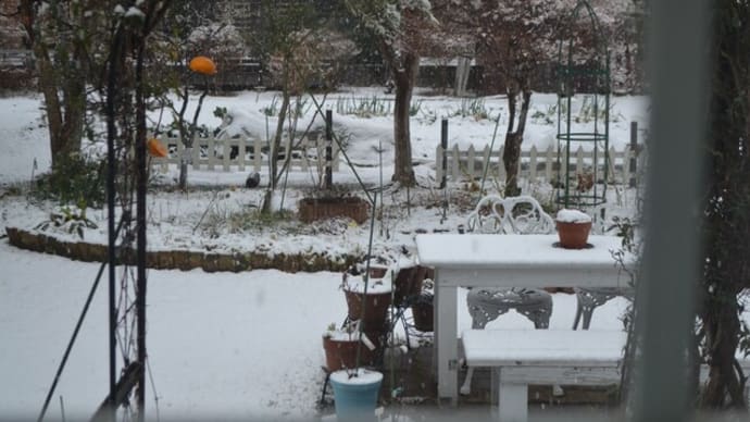 雪✲メジロ