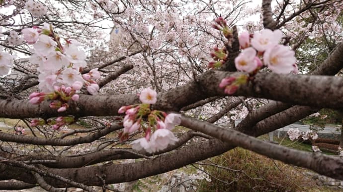 毎日桜