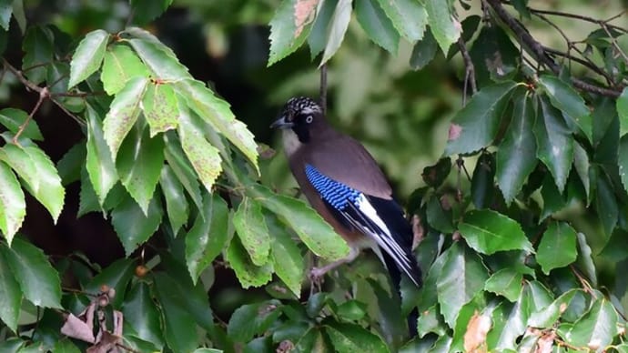 野鳥の「カケス」です。
