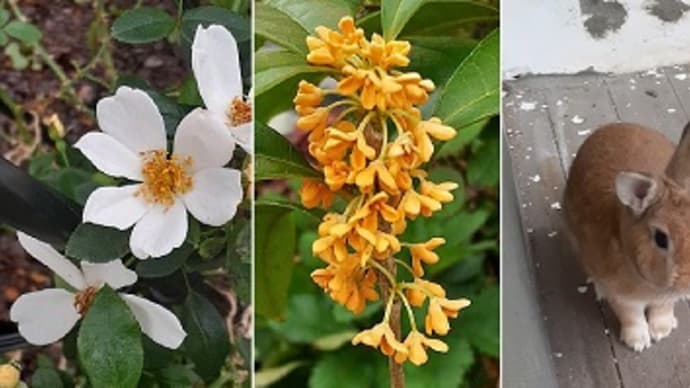 地植えしたバラや金木犀が咲き挿し芽したさつま芋のツルが元気になったとですッ!(^^)!