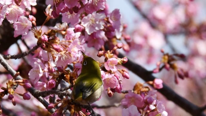 河津桜とメジロ