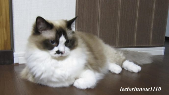 猫日記と主のつぶやき わがまま?プリンセス
