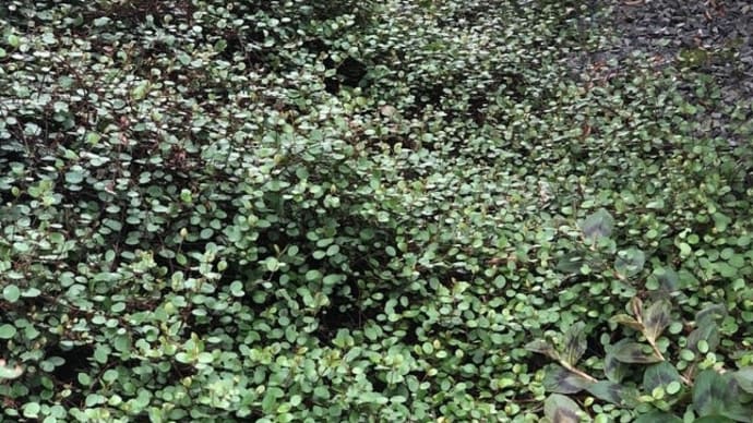 植えてはいけないグランドカバー*ワイヤープランツ*地植えして7年間でわかったこと〜ヒメツルソバ&ヒメイワダレソウ〜