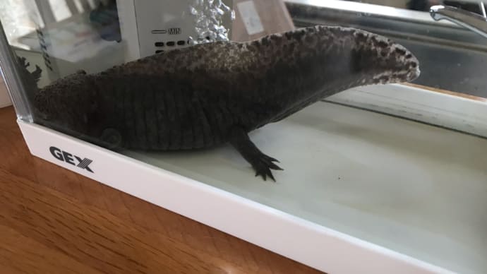 ウッチャンもじょモジョ